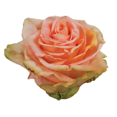 Finesse - Standard Roses - Aisha Flowers