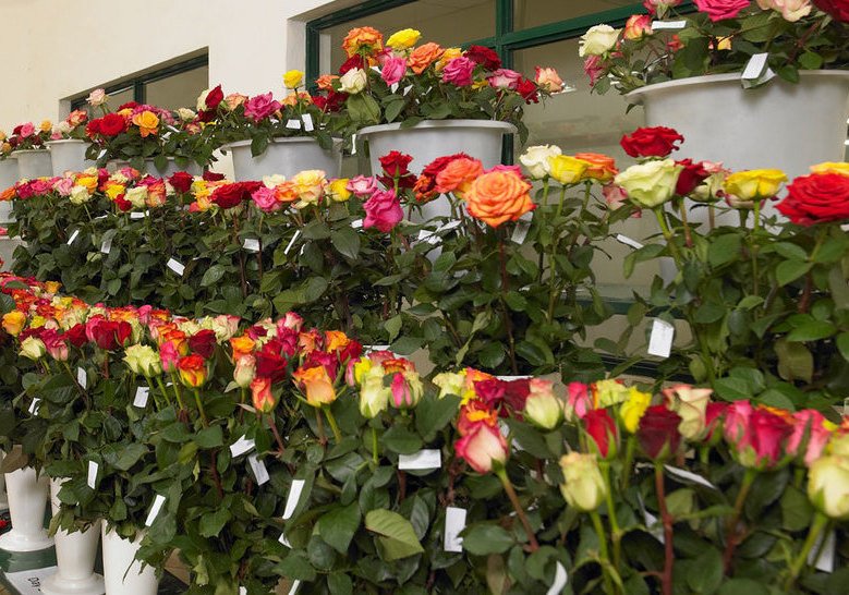 wholesale flowers to Saudi Arabia