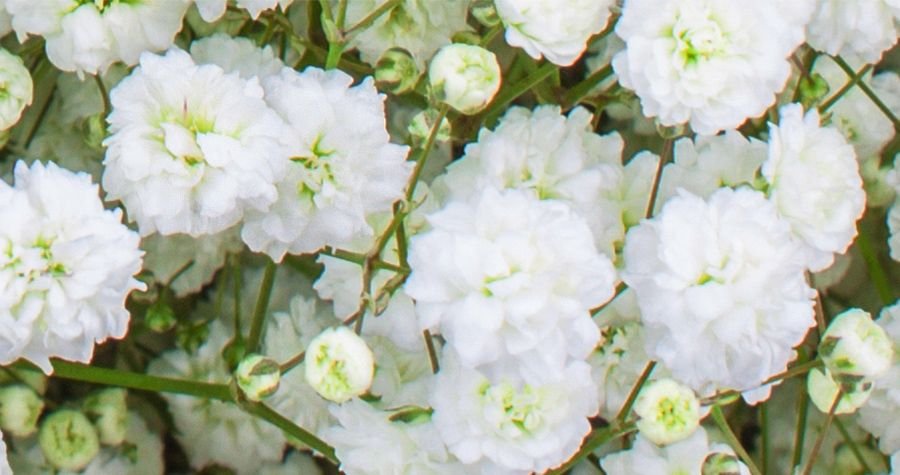 Gypsophila flower 2024