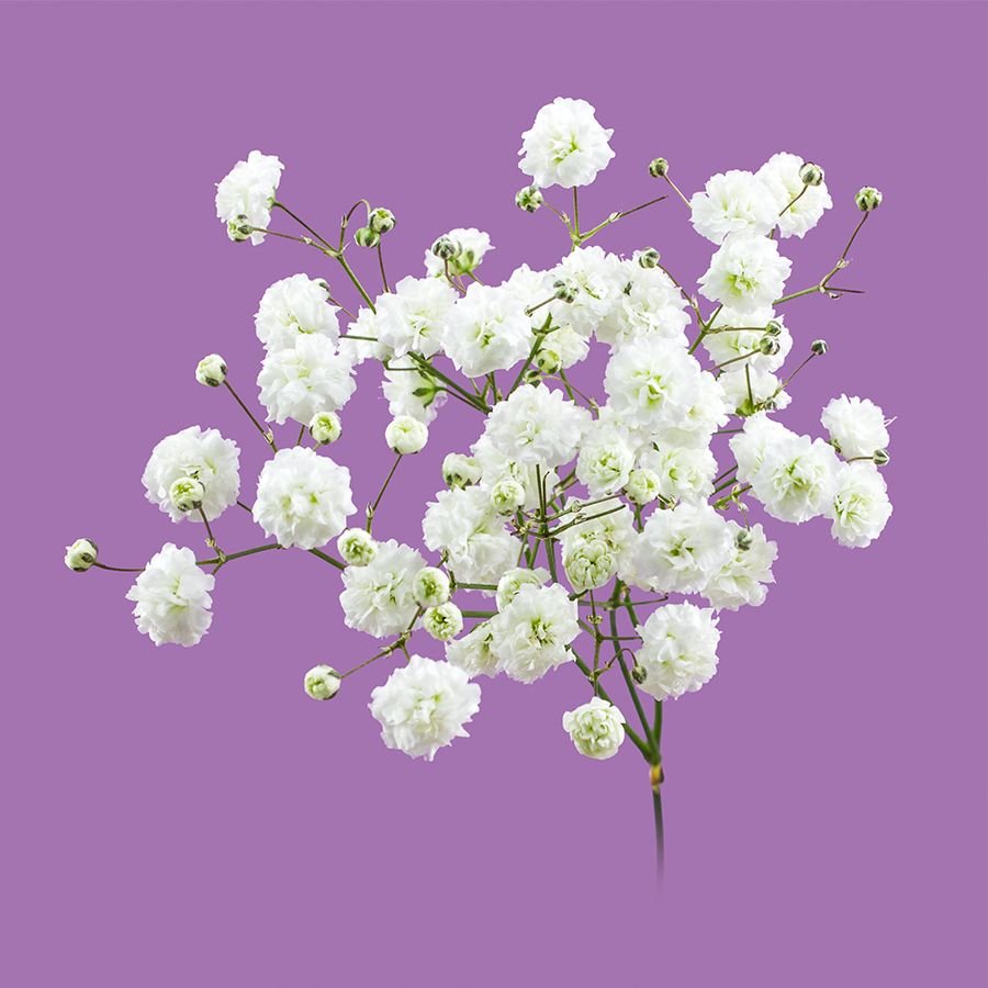 Gypsophila Xlence; The most demanded variety of gypsophila in the world Aisha Flowers