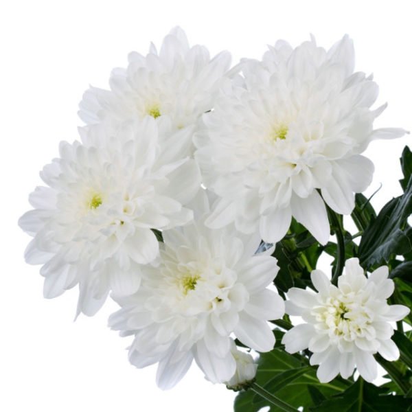 Zembla White spray chrysanthemum Aisha Flowers