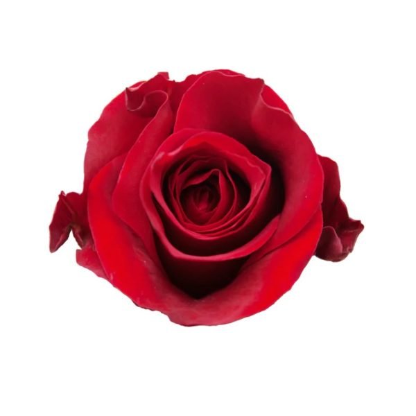 Ever Red - Premium Big-Head Roses - Aisha Flowers