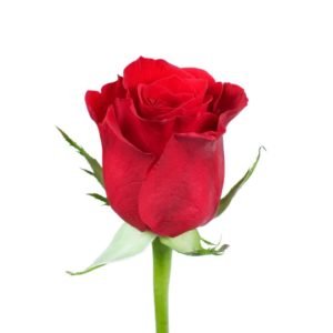 Premium Big-Head Roses - Aisha Flowers