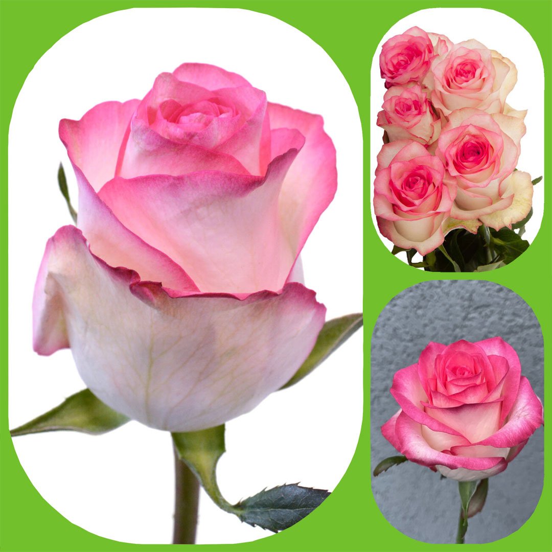 Available For Purchase Online Designer Jumilia pink Rose and light