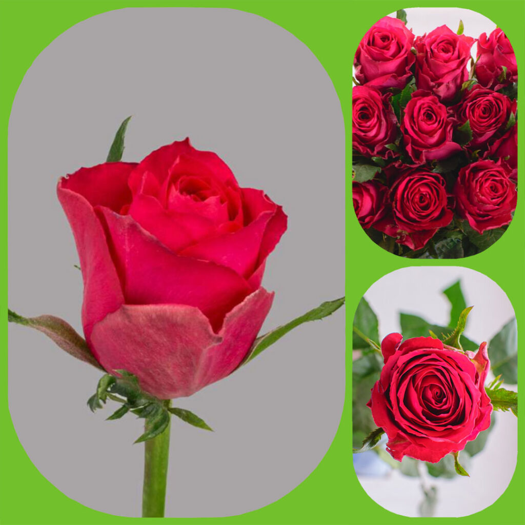 Madam Cerise - Premium Big-Head Roses - Aisha Flowers