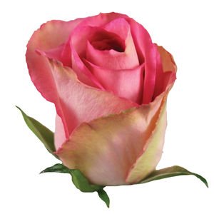 Madam Red - Premium Big-Head Roses - Aisha Flowers