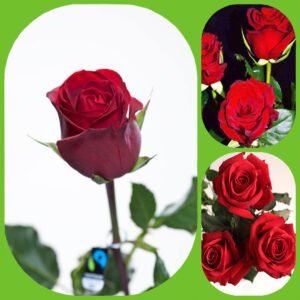 Red Paris - Premium Big-Head Roses