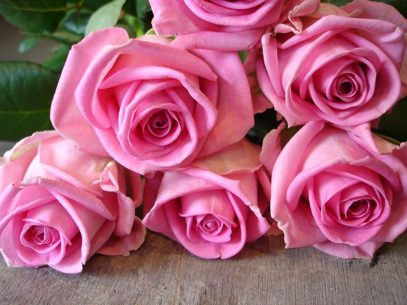Revival - Premium Big-Head Roses - Aisha Flowers