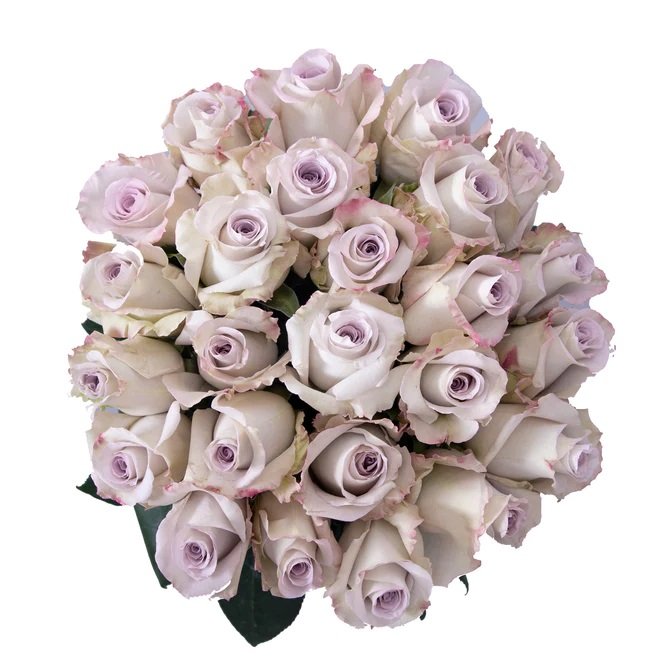 Safi - Premium Big-Head Roses - Aisha Flowers