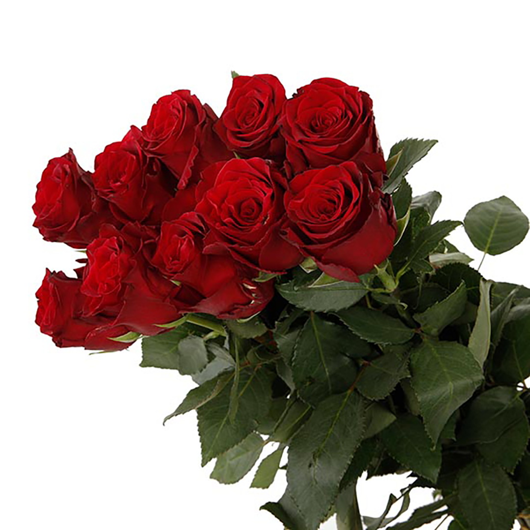 Explorer - Premium Big-Head Roses - Aisha Flowers