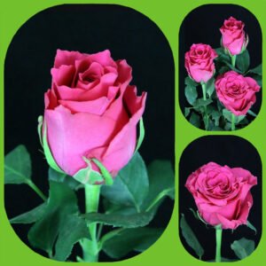 Pink Rhodos - Premium Big-Head Roses