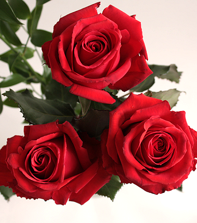Red Paris - Premium Big-Head Roses - Aisha Flowers
