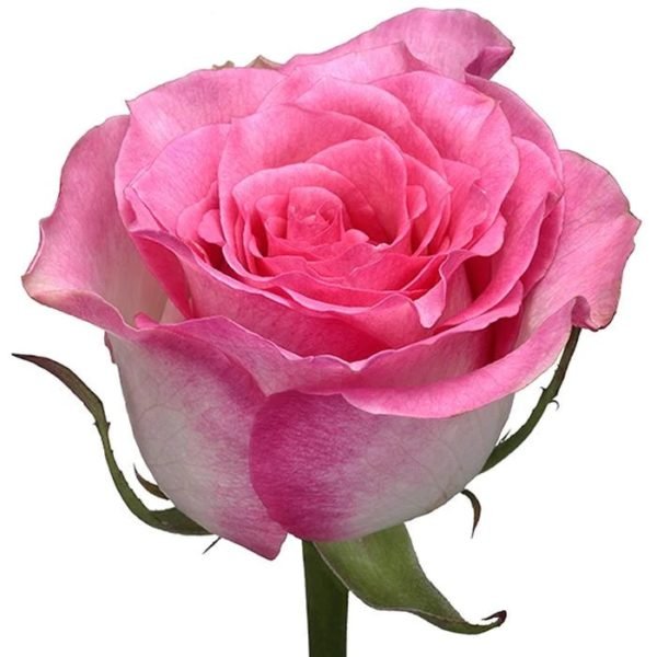 Malibu - Premium Big-Head Roses - Aisha Flowers