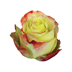 Zazu - Premium Big-Head Roses - Aisha Flowers