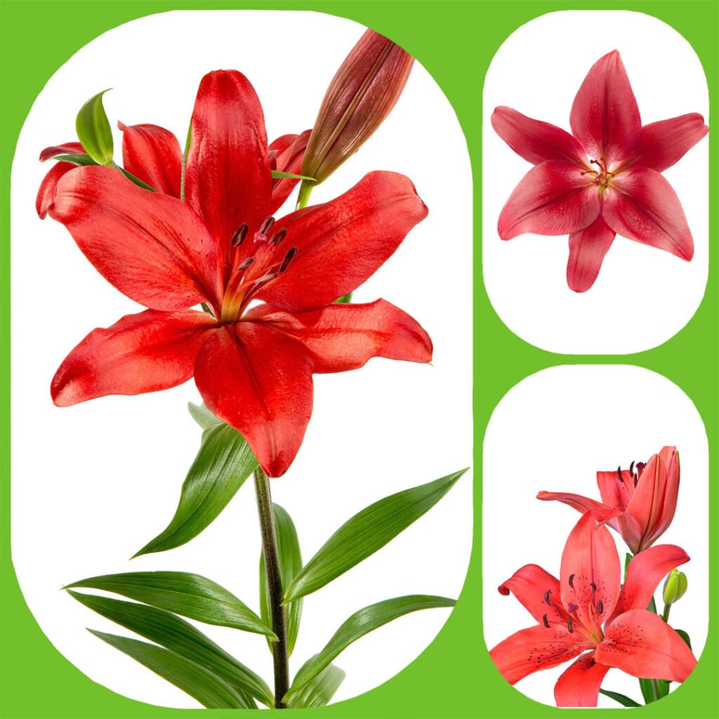 Asiatic Lilies Aisha Flowers