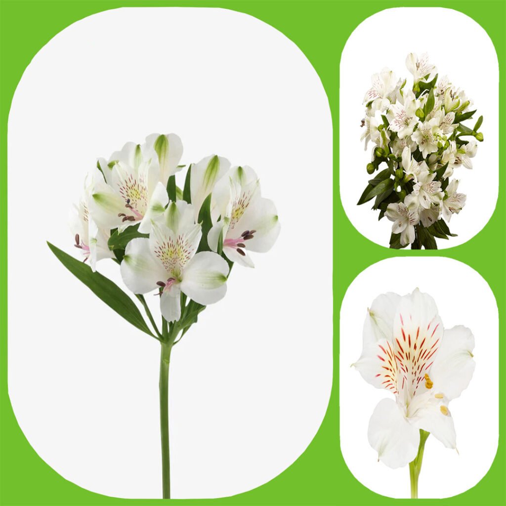 Alstroemeria Aisha Flowers