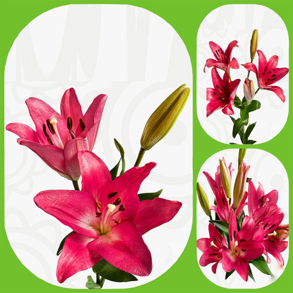 Asiatic Lilies Aisha Flowers