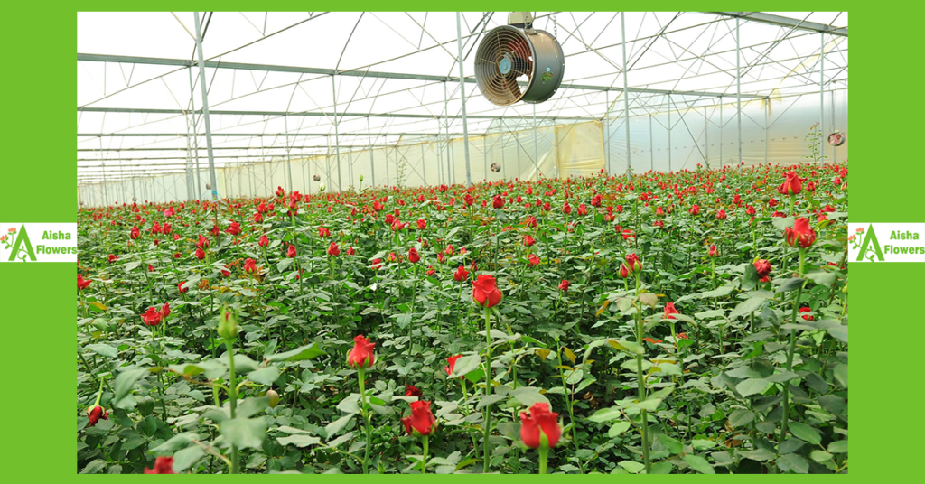 Rhodos Red Roses; The African Red Rose Variety Currently Enjoying Most ...