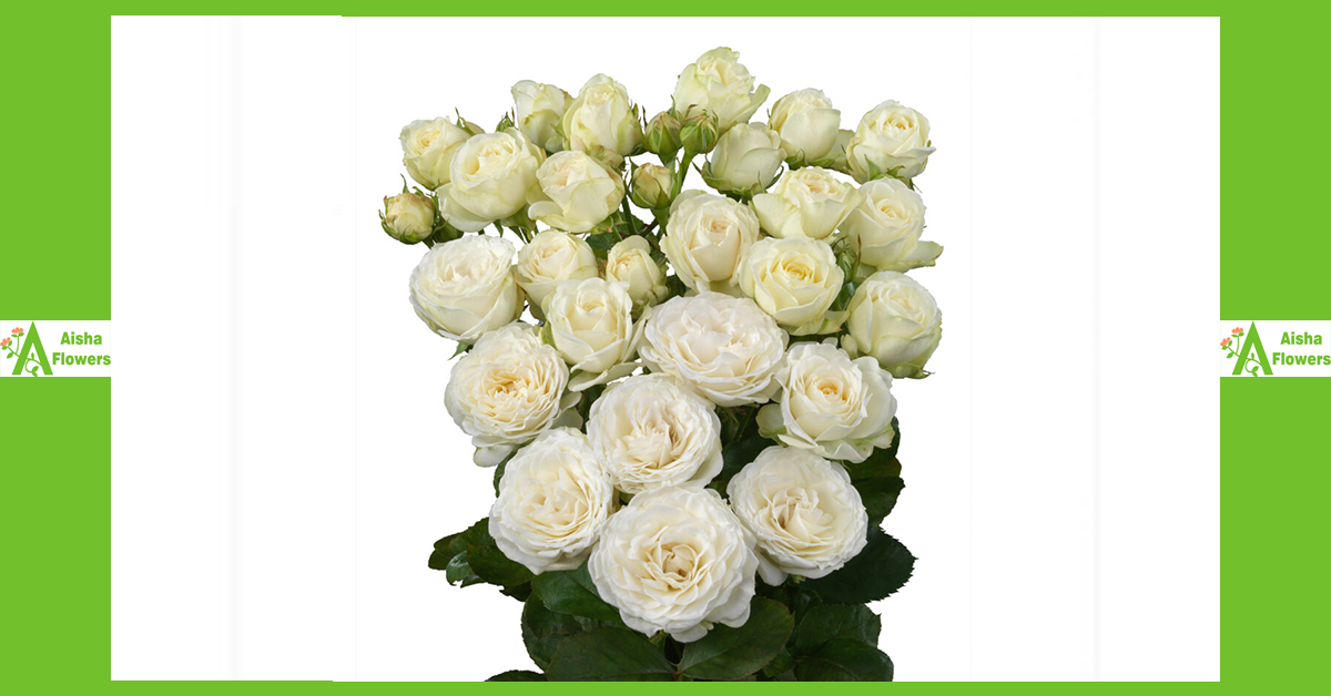 Premium Spray Roses