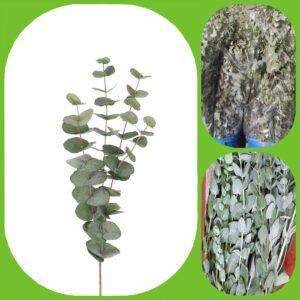 Eucalyptus - Fillers and Foliage