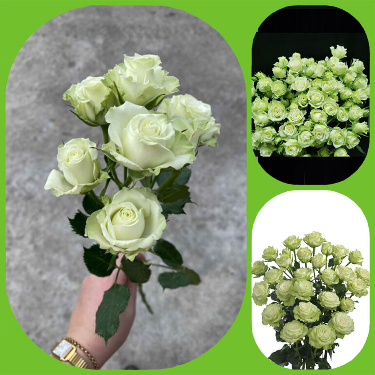 Green Roses Fresh Green Glow - Premium Spray Roses - Aisha Flowers