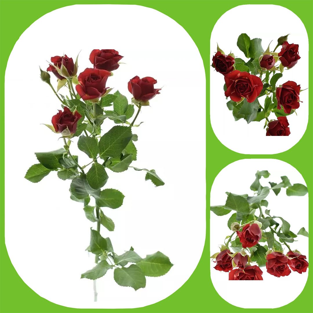 Mirabel - Spray Roses - Aisha Flowers
