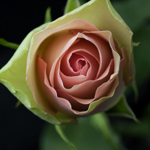 Bellerose - Intermediate Roses - Aisha Flowers