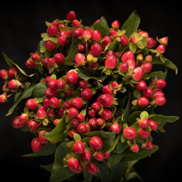 Hypericum Magical Triumph - Aisha Flowers