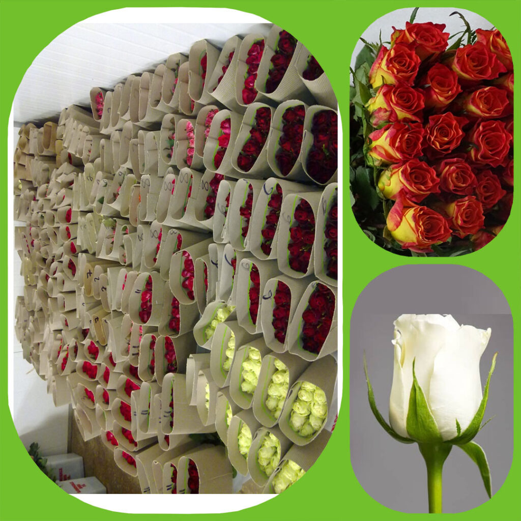 Mix - Intermediate Roses - Aisha Flowers