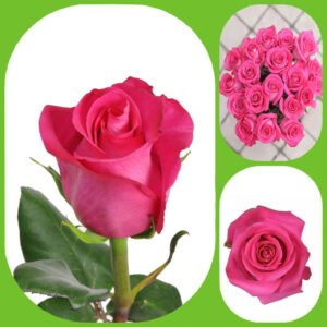 Topaz - Premium Big-Head Roses