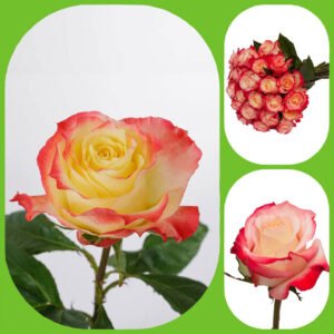 Cabaret - Premium Big-Head Roses