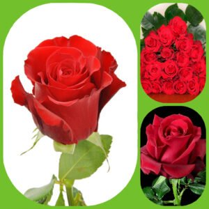 Sexy Red Roses - Premium Big-Head Roses