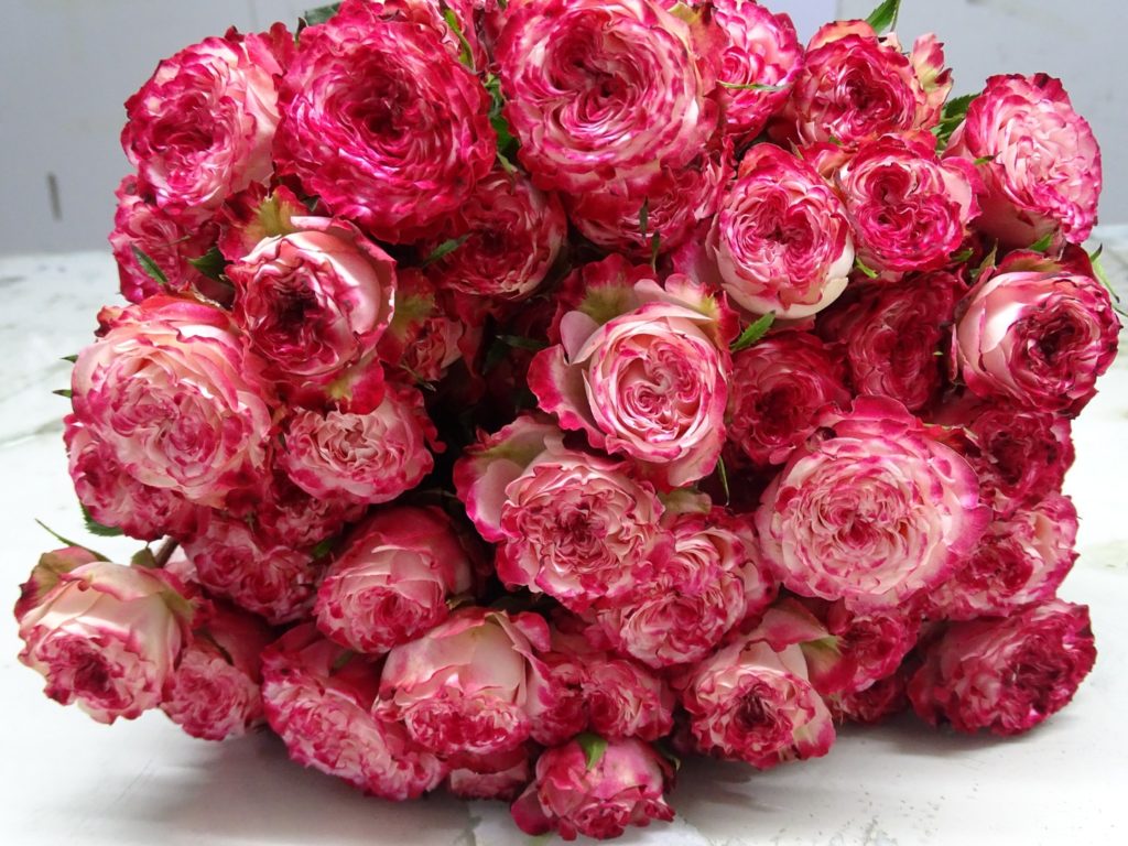 Sun Magic Roses Sunset Magic - Garden & Scented Spray Roses - Aisha Flowers