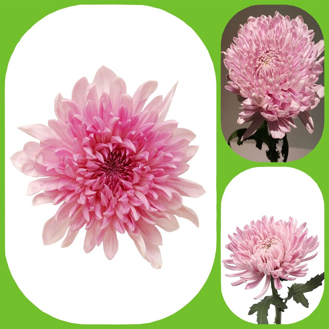 Chrysanthemum Deco Pink - Aisha Flowers