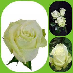 High and Peace - Premium Big-Head Roses